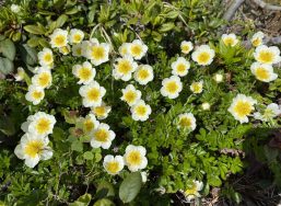 Aleutian avens