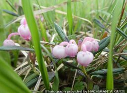 Bog-rosemary