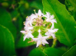 Bog-bean