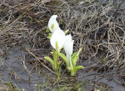 Asian skunk cabbage