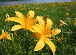 Daylily