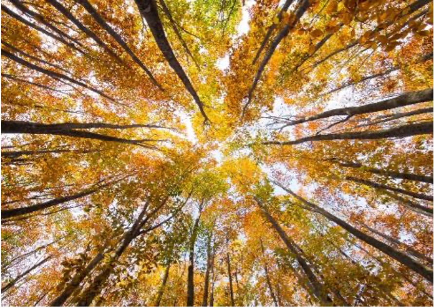 Beech forests - Photo: Hachimantai DMO, Inc.