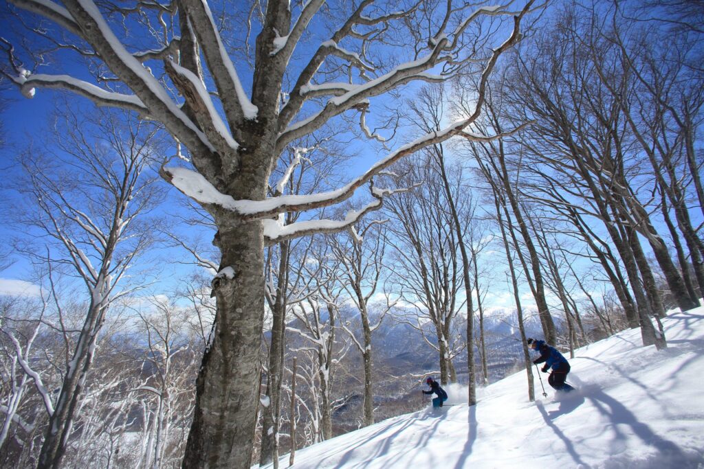 Experience untouched powder in Hachimantai's backcountry