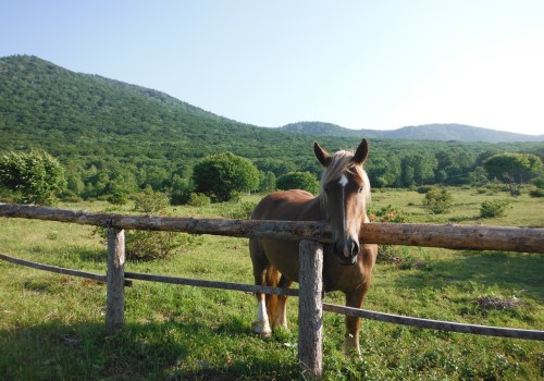 Kiso Horse in Appi Nakano-Makiba