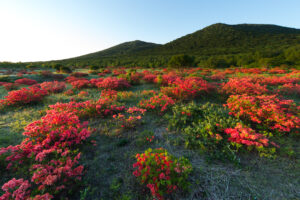 Orange Azaleas in Spring