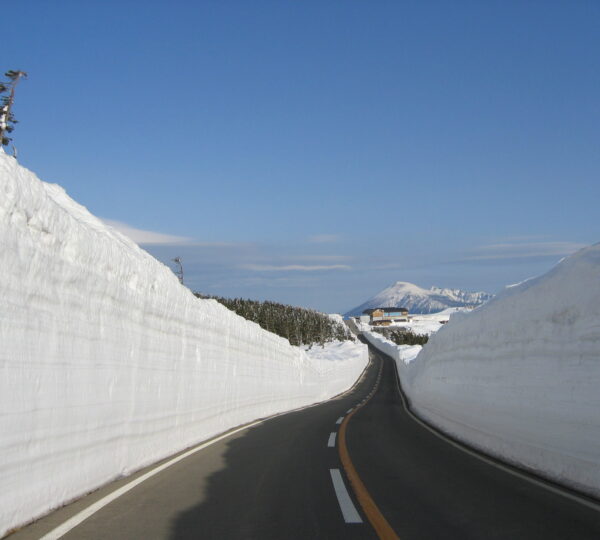 Hachimantai Cherry Blossom and Snow Corridor