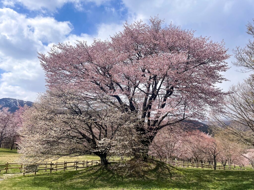 marital cherry blossom