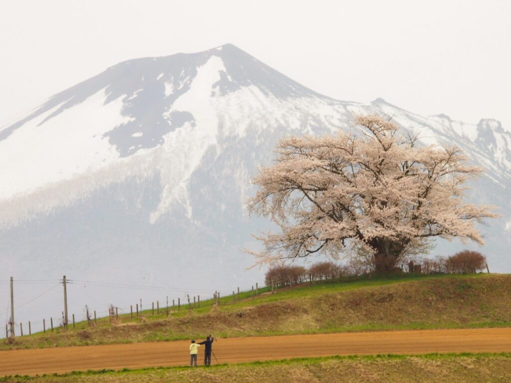 為内の一本桜