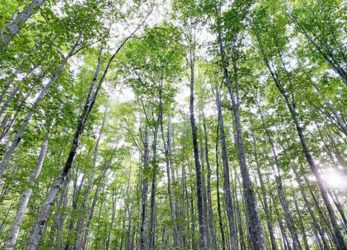 Experience the Beauty of a Beech Forest in Appi Kogen